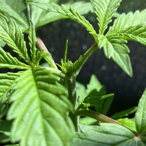 Goat Lato growlog photo: Topped
