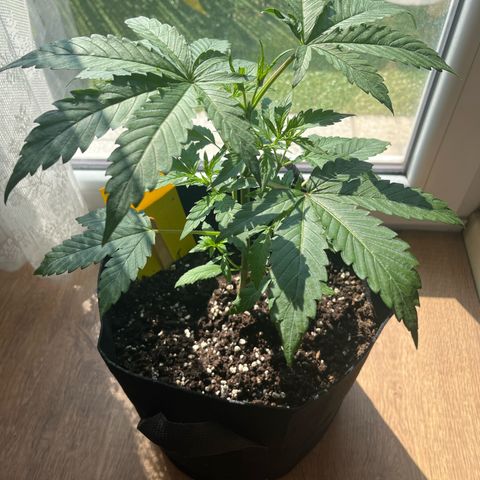 Goat Lato growlog timeline photo
