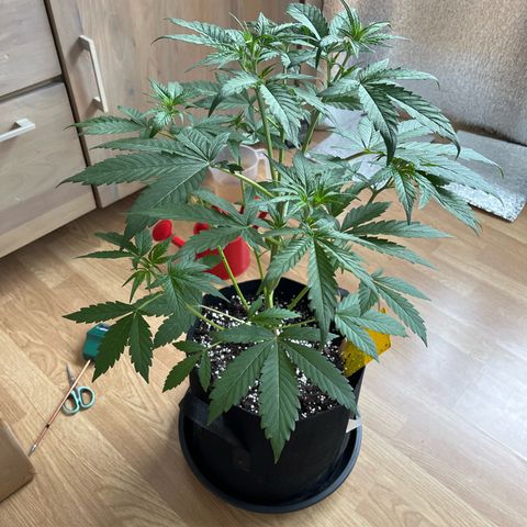 Goat Lato growlog timeline photo