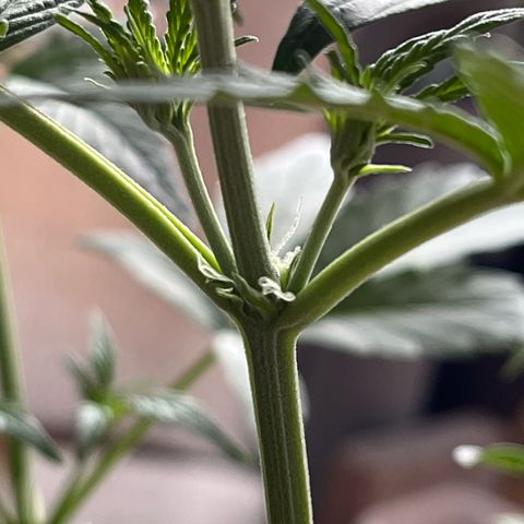 Goat Lato growlog timeline photo