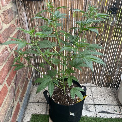Goat Lato growlog photo: 65cm