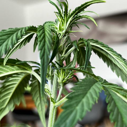 Goat Lato growlog timeline photo