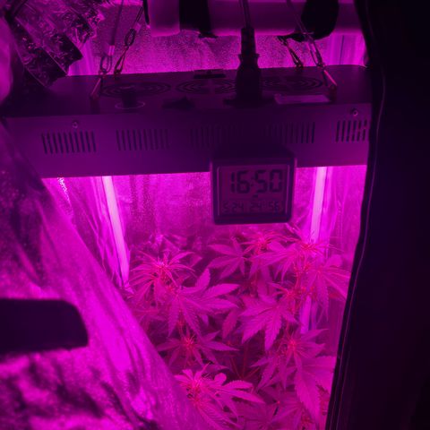 Goat Lato growlog timeline photo