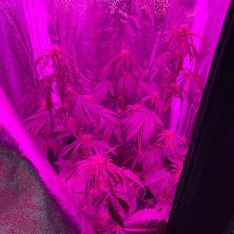Goat Lato growlog timeline photo