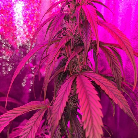 Goat Lato growlog timeline photo