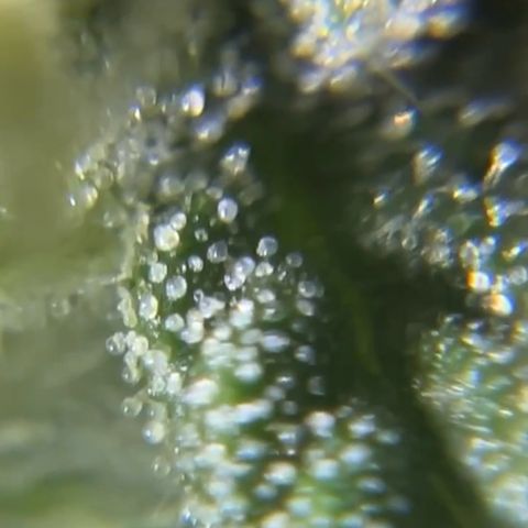 Goat Lato growlog timeline photo