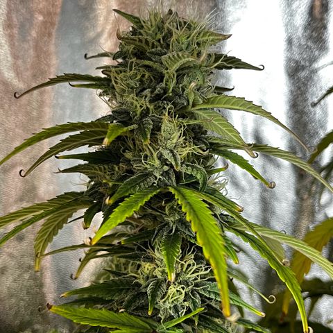 Goat Lato growlog photo: Tips curling