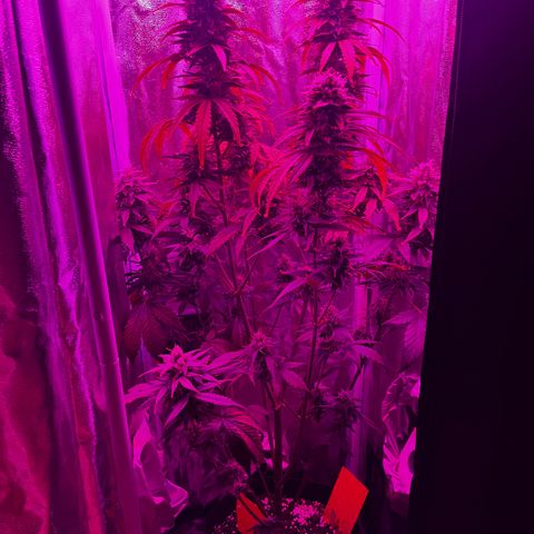 Goat Lato growlog photo: Removed Most yellow leaves 