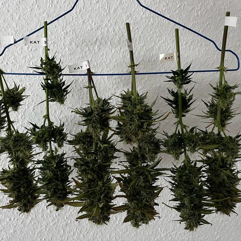 Goat Lato growlog timeline photo