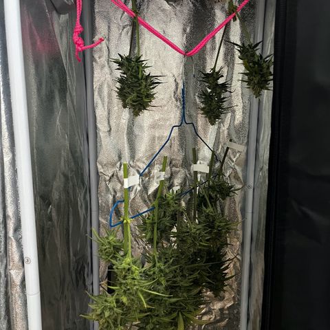 Goat Lato growlog timeline photo