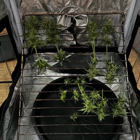 Goat Lato growlog timeline photo