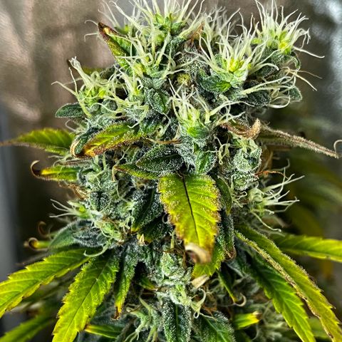 Goat Lato growlog timeline photo