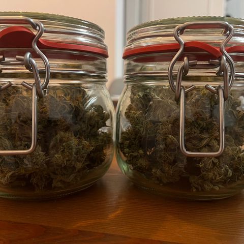 Goat Lato growlog timeline photo