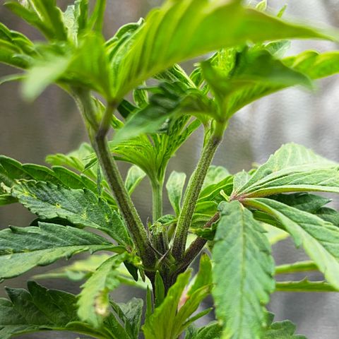 Seriotica growlog timeline photo
