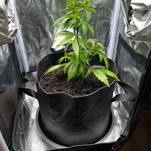 Seriotica growlog timeline photo