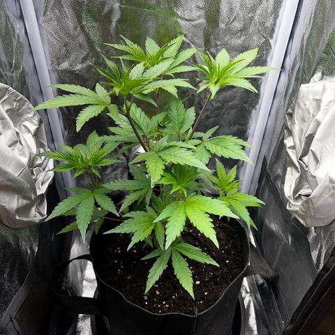 Seriotica growlog timeline photo