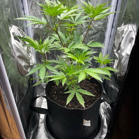 Seriotica growlog timeline photo