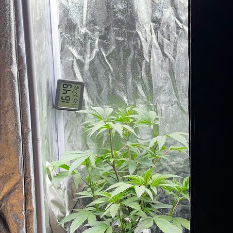 Seriotica growlog timeline photo