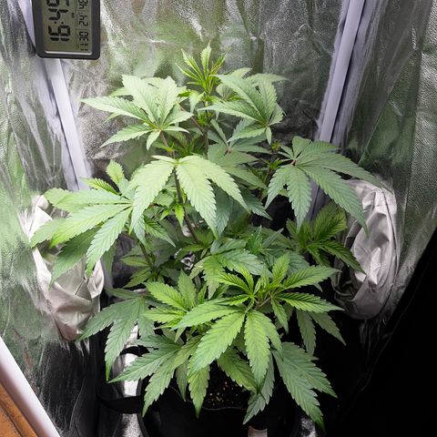 Seriotica growlog timeline photo