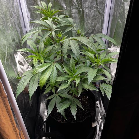 Seriotica growlog timeline photo
