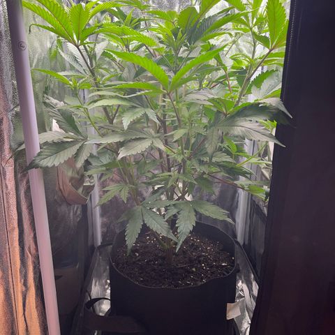 Seriotica growlog photo: Healthy looking