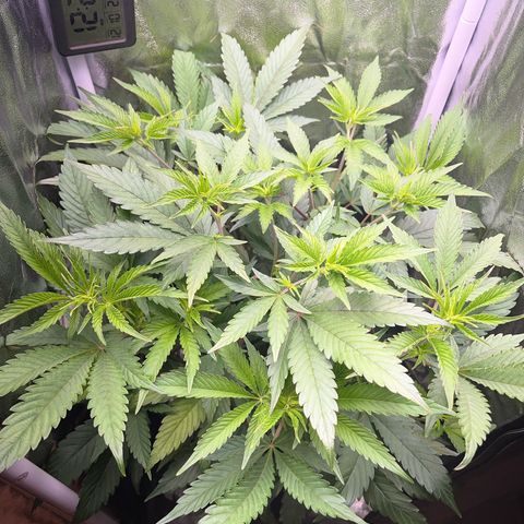 Seriotica growlog photo: Healthy looking