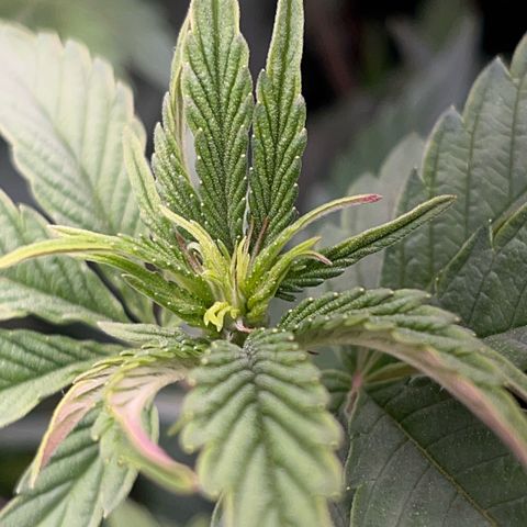 Seriotica growlog timeline photo