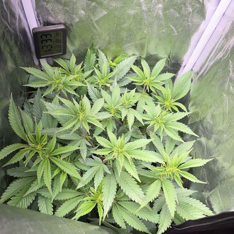 Seriotica growlog timeline photo