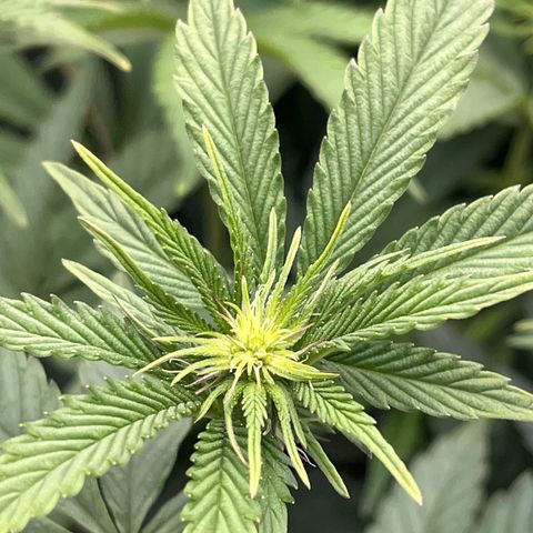 Seriotica growlog timeline photo