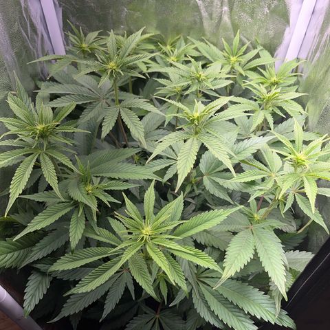 Seriotica growlog timeline photo