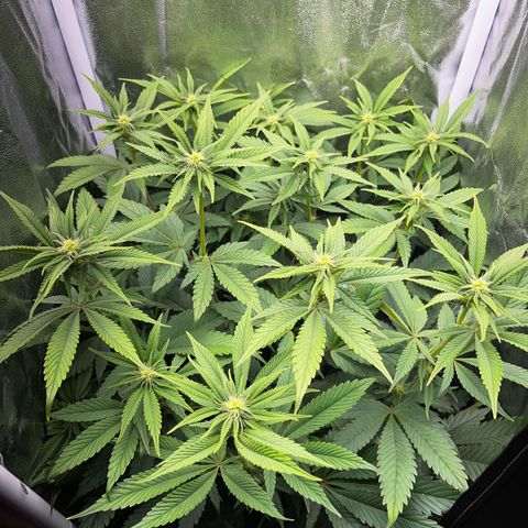Seriotica growlog timeline photo