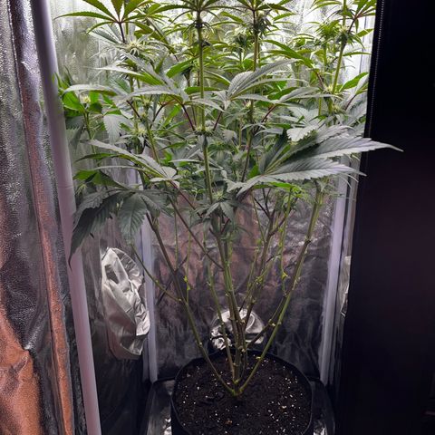 Seriotica growlog timeline photo