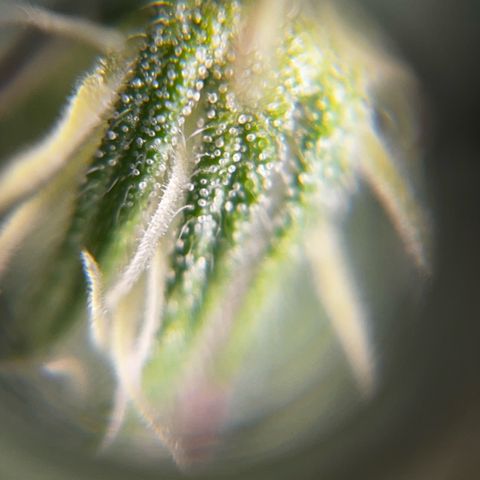 Seriotica growlog timeline photo