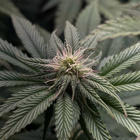 Seriotica growlog timeline photo