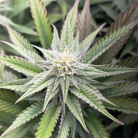 Seriotica growlog timeline photo