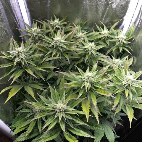 Seriotica growlog timeline photo