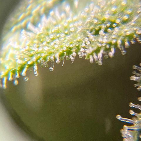 Seriotica growlog timeline photo