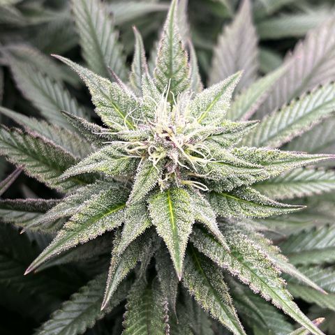 Seriotica growlog timeline photo
