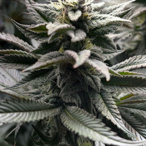 Seriotica growlog timeline photo