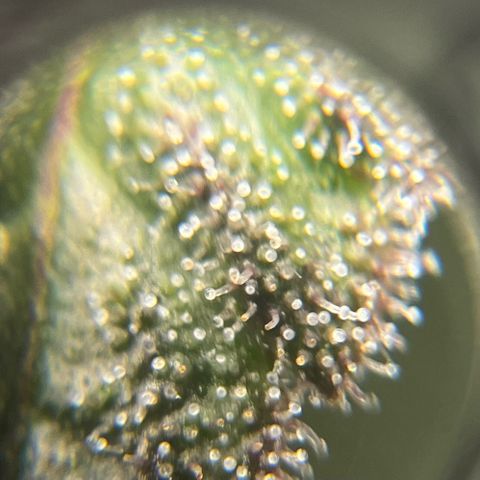Seriotica growlog timeline photo