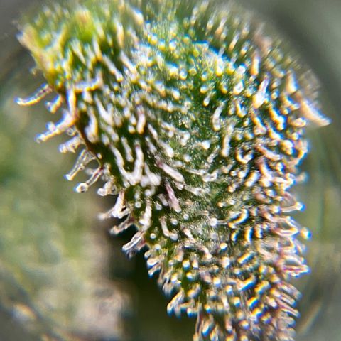 Seriotica growlog timeline photo