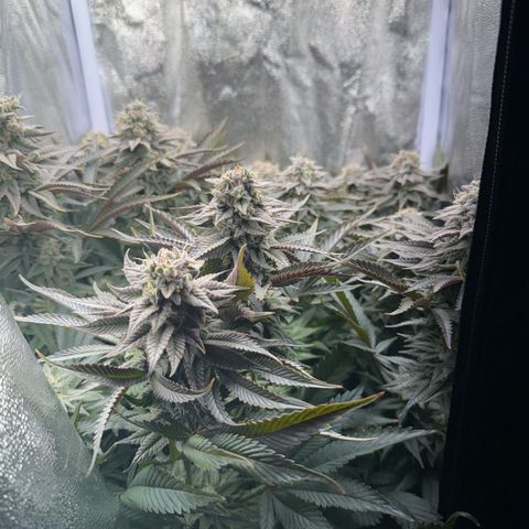 Seriotica growlog timeline photo