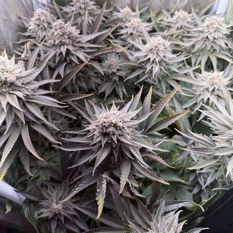 Seriotica growlog timeline photo