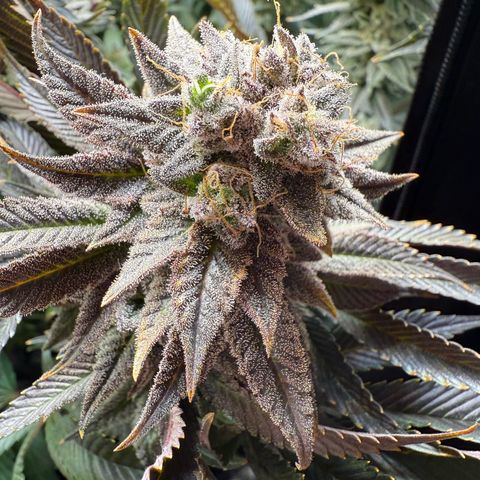 Seriotica growlog timeline photo