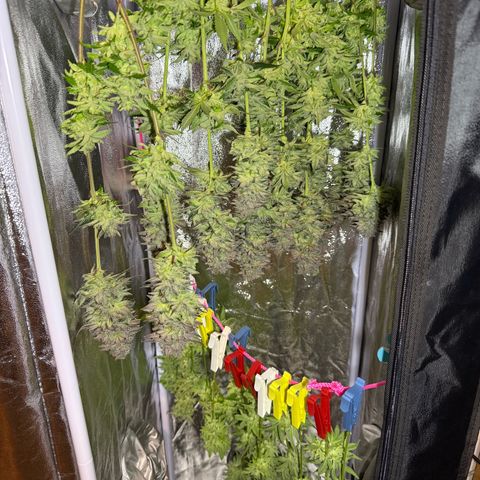 Seriotica growlog timeline photo
