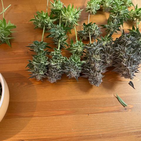 Seriotica growlog timeline photo