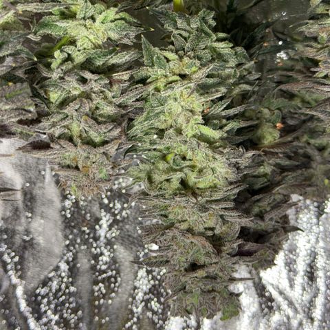 Seriotica growlog timeline photo