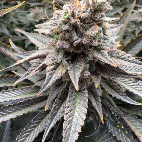 Seriotica growlog timeline photo