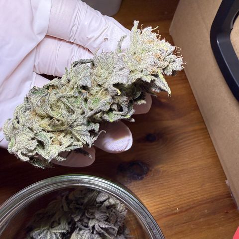 Seriotica growlog timeline photo