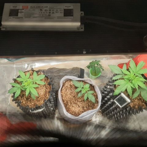 Lina growlog timeline photo